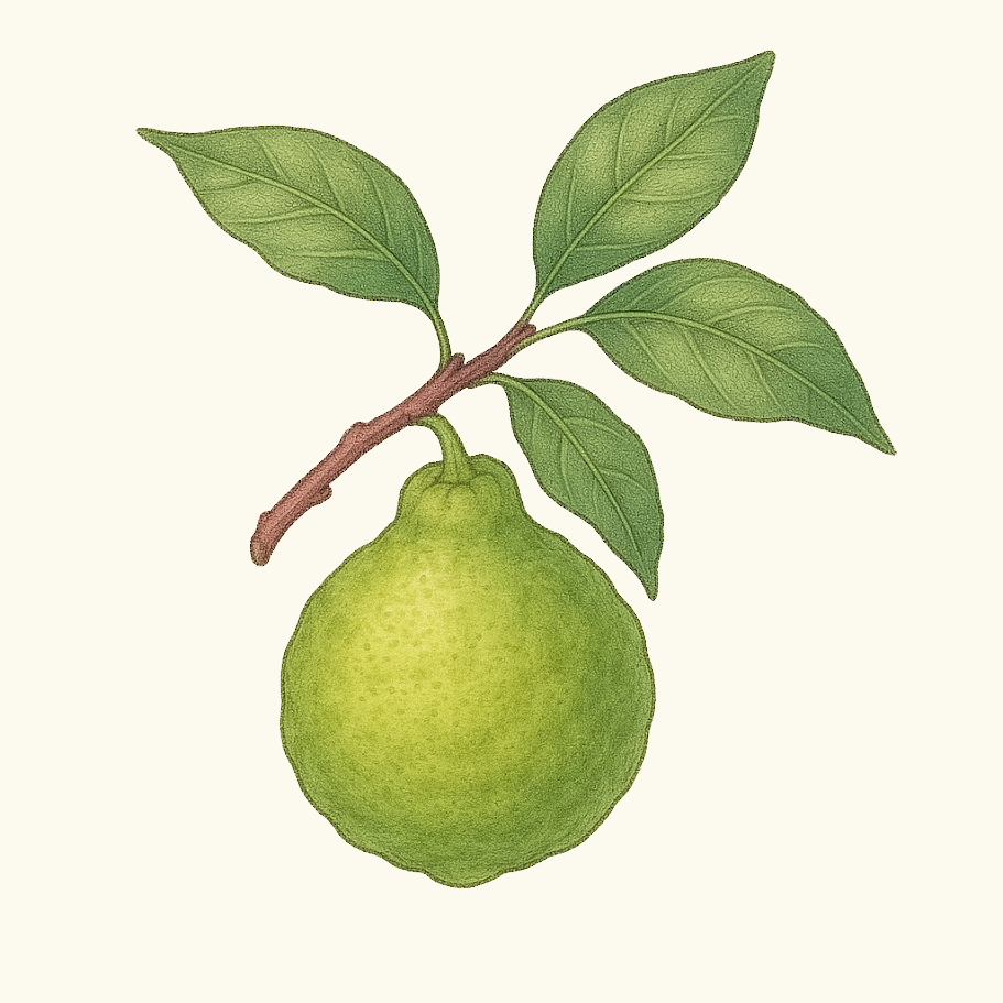 Bergamot