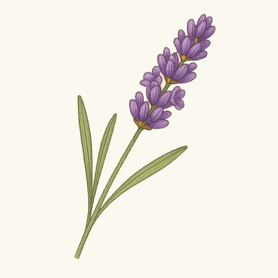 Lavendar