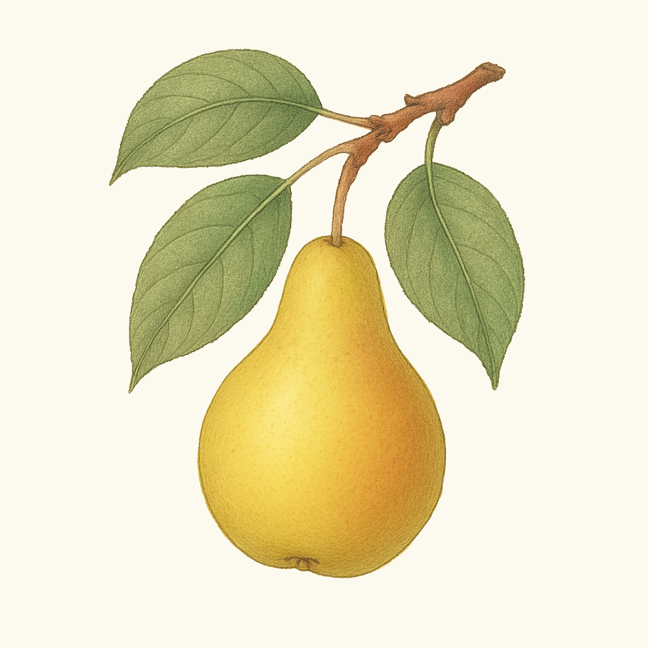 Pear