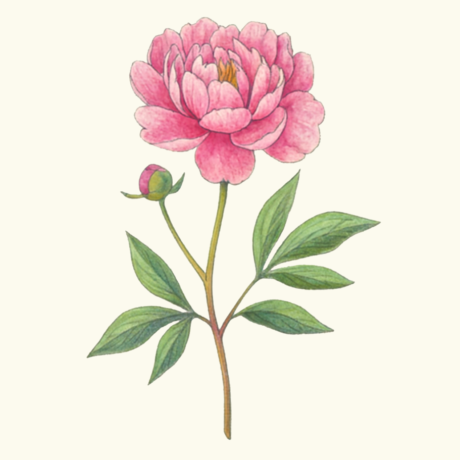 Peony